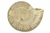Polished Jurassic Ammonite (Perisphinctes) - Madagascar #248742-1